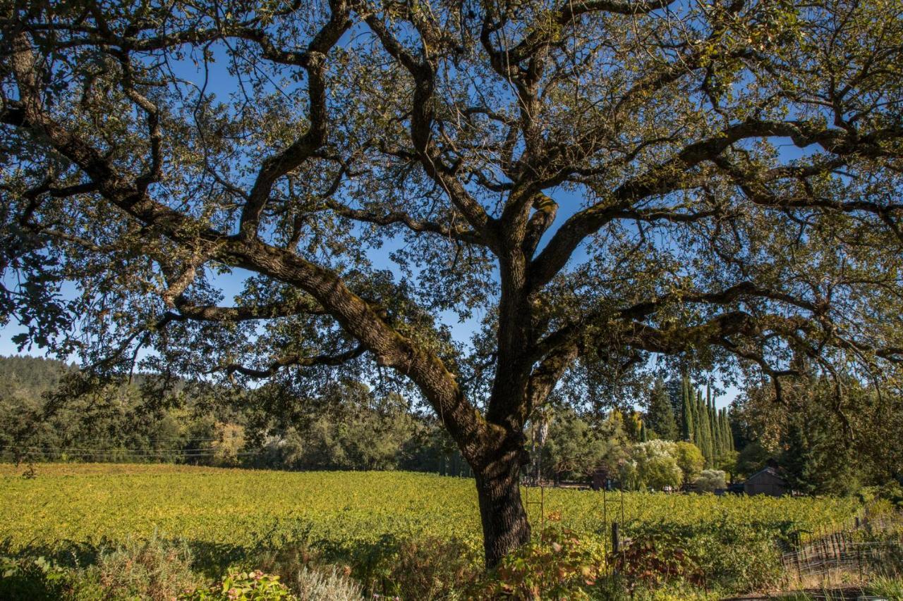 Wine Country Inn Napa Valley St. Helena Esterno foto