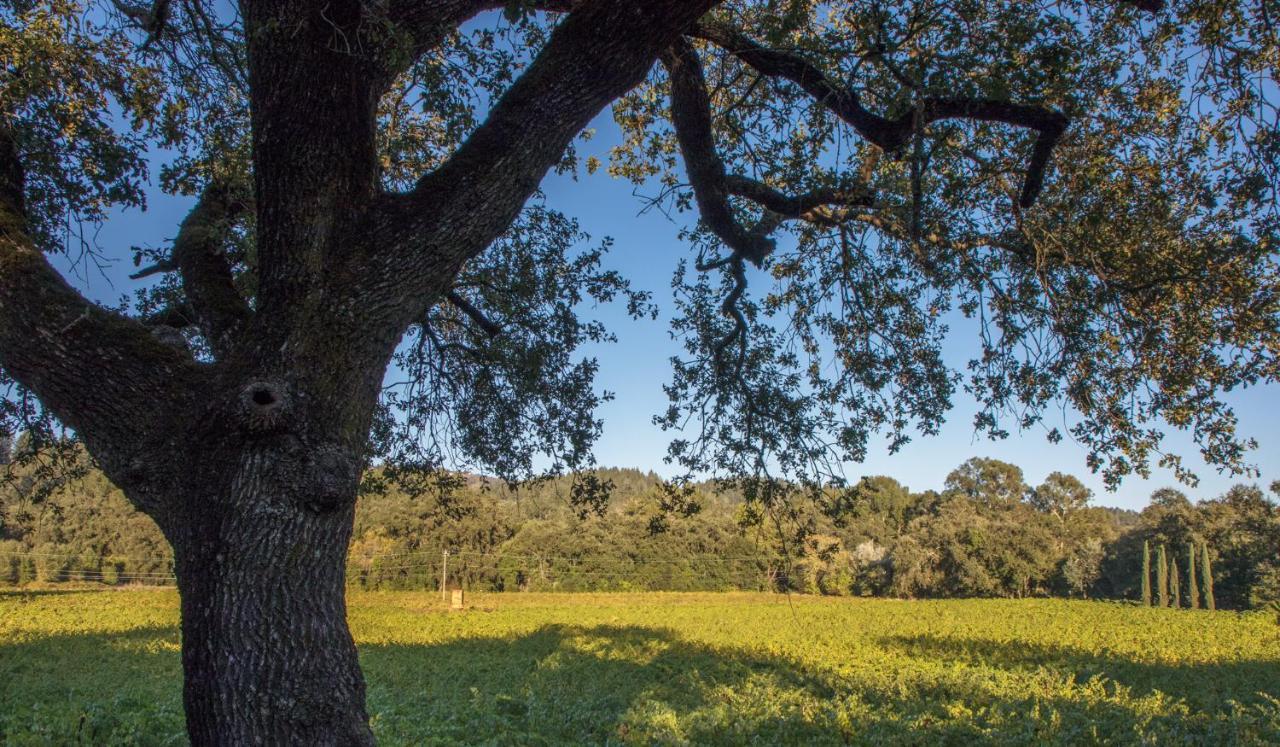 Wine Country Inn Napa Valley St. Helena Esterno foto